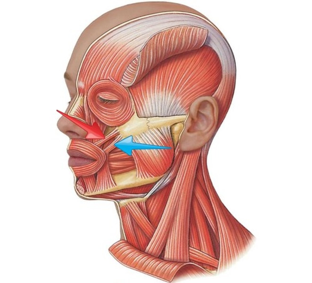 <p>- skin &amp; muscles of upper lips (minor)</p><p>- angle of mouth (major)</p><p>- elevate mouth</p><p>- lateral pull of mouth</p><ul><li><p>SMILE </p></li></ul><p></p>