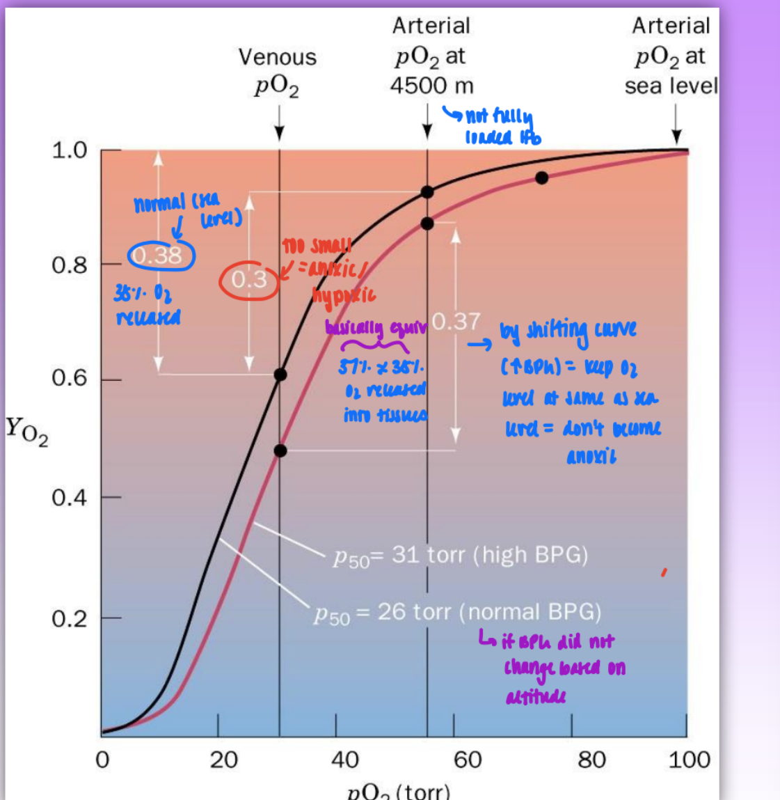 <ul><li><p>level of BPG in blood is dep on</p><ul><li><p>relative activity of 2 molecs </p><ul><li><p>synthesizing enzyme: 2,3 BPG mutase</p></li><li><p>degradating enzyme: 2,3 BPG phosphatase</p></li></ul></li><li><p>altitude = increased altitude = increased BPG</p><ul><li><p>enzyme responsible for biosynth wins out over degradation in high altitudes</p></li></ul></li></ul></li><li><p>w/o BPG acting at increased altitude: not enough O2 released in tissues = become anoxic</p><ul><li><p>by shifting curve (due to increased BPG) = keep O2 level at same as sea level about 38% released</p></li></ul></li><li><p>also active in fetal HB</p><ul><li><p>fetal Hb = sub His for Ser (lose 2 pos charges)</p><ul><li><p>remove 2 pos charge in BPG binding pocket = lower affinity for BPG and increase affinity for O2 in fetuses</p></li><li><p>fetus can steal O2 from mother</p></li></ul></li></ul></li></ul><p></p>