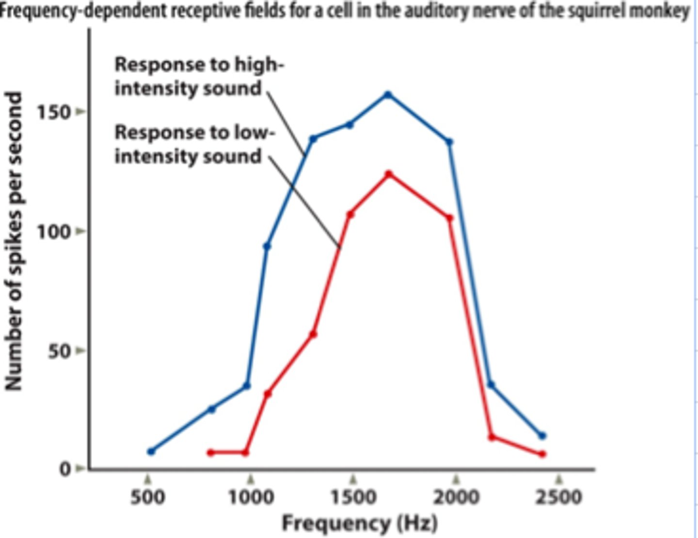 <p>The brain understands information based on how fast neurons fire signals.</p>