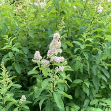 <p>White meadowsweet</p>