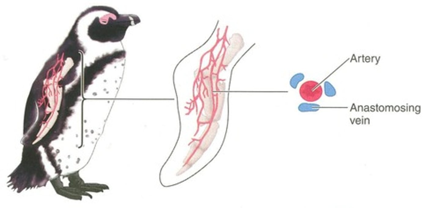 <p>It acts as a countercurrent heat exchange system to prevent heat loss by transferring heat from outgoing arterial blood to incoming venous blood.</p>