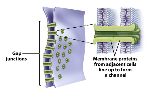 create gaps that connect animal cells, membrane proteins from adjacent cells line up to create a channel, like 2 channel proteins
