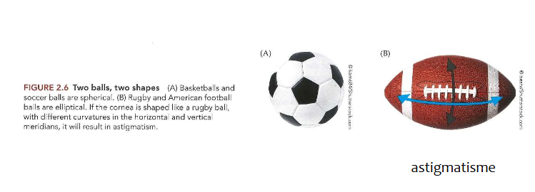 <ul><li><p>hoornvlies → krachtigste brekende oppervlak in oog</p><ul><li><p>levert ± 2/3 van focusvermogen van oog</p></li><li><p>bij emmetroop → hoornvlies = bolvormig (zoals voetbal)</p></li><li><p>indien hoornvlies niet bolvormig → kromming verschillend in horizontale &amp; verticale meridianen (zoals rugbybal)</p><ul><li><p>resultaat: astigmatisme</p></li></ul></li></ul></li><li><p>astigmatisme</p><ul><li><p>verticale lijnen worden iets vóór netvlies scherp gesteld</p></li><li><p>horizontale lijnen worden iets achter netvlies scherp gesteld</p></li></ul><p>→ of andersom</p><ul><li><p>behandeling van astigmatisme:</p><ul><li><p>lenzen met 2 brandpunten → lenzen met verschillende focussterkte in horizontale &amp; verticale vlak</p></li></ul></li></ul></li></ul><p></p>