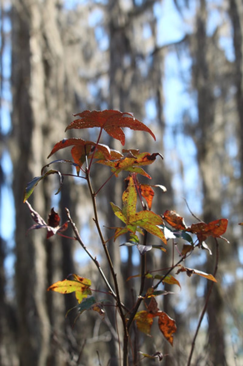 <p>what is the name of the plant pictured here?</p>