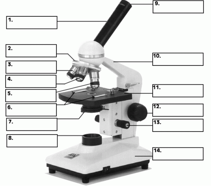 <p>Label all of the parts of a microscope.</p>