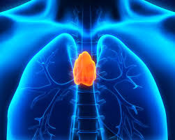 <p>What gland is this?</p>