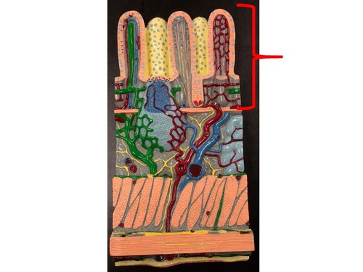 knowt flashcard image