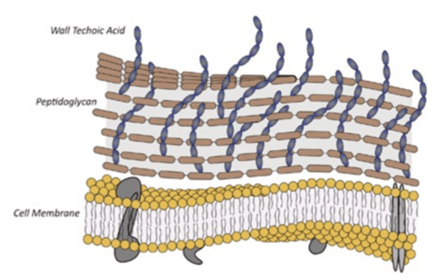 <p>inflammation, septic shock</p>