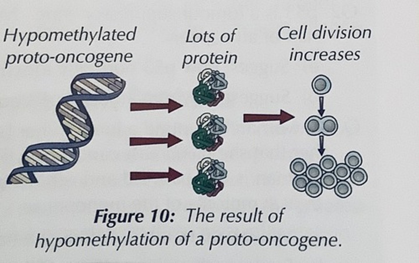 <p>ectopic and constitutive expression of Avy</p><p>Pheomelanin in all cells all the time</p>