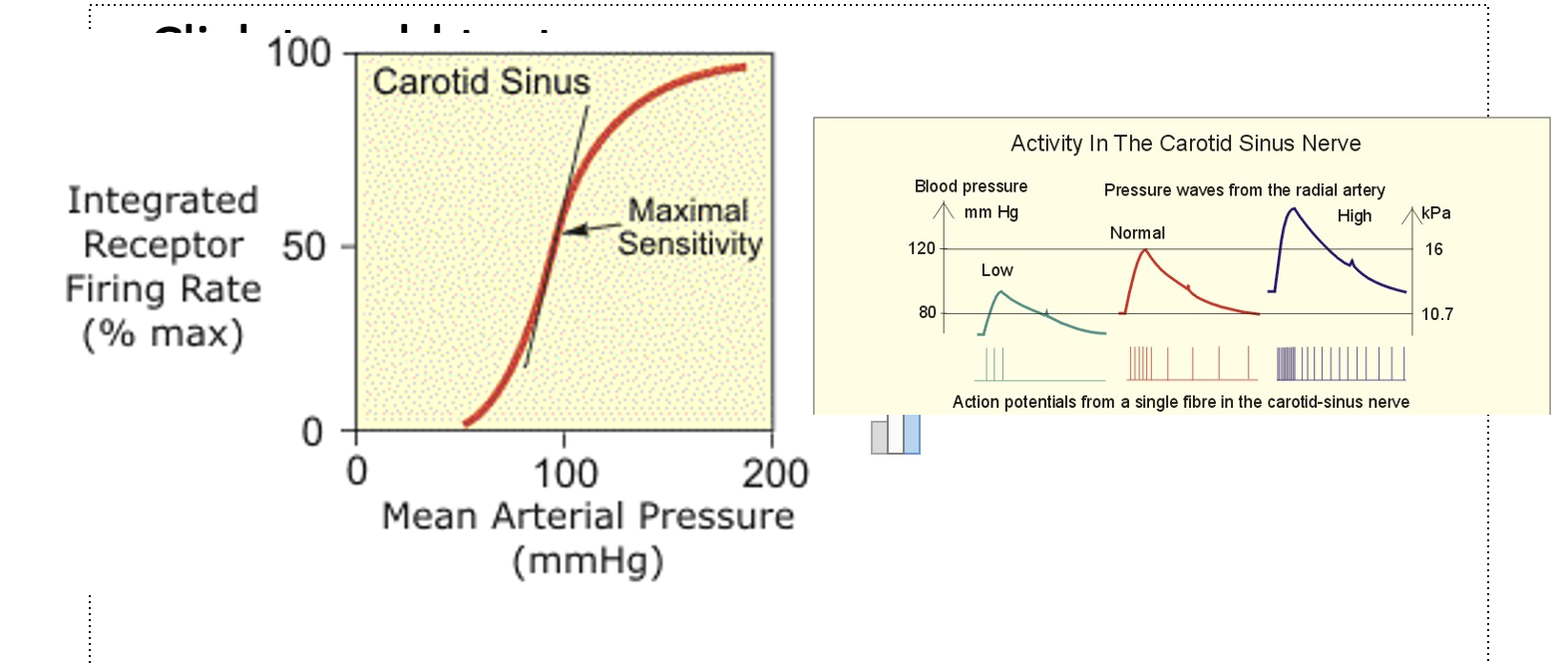 <ul><li><p>Carotid sinus is<strong> more sensitive</strong>&nbsp;than aortic arch</p></li></ul><p>but</p><ul><li><p>Aortic arch can <strong>respond</strong> as pressure <strong>above</strong> which the arotid sinus response saturates (i.e Aortic is sensitive to higher pressures tha ncarotid)</p></li></ul><p></p>