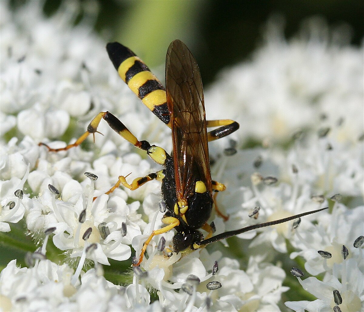 <p>ichneumonidae</p>