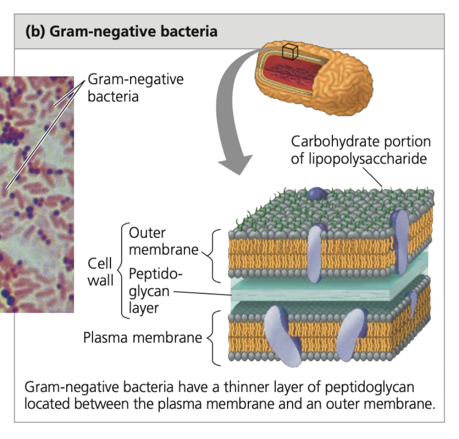 ➔ have less peptidoglycan and are structurally more complex (outer membrane that contains lipopolysaccharides)
➔ peptidoglycan in periplasmic space between membrane bilayer
➔ stain a lighter color because crystal violet is easily rinsed away revealing the safranin