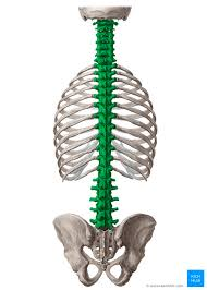 <p>what is the anatomical name for this part?</p>