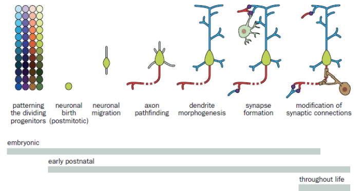 Das Verzweigungsmuster der Neuriten und ein Grundgerüst aus synaptischen Verbindungen wird während der Entwicklung gebildet.
Synapsen verändern sich noch im adulten Nervensystem.
Synaptische Plastizität ist wichtig für Lernen, Gedächtnis und Anpassung an körperliche Veränderungen.
körperliche Veränderungen.