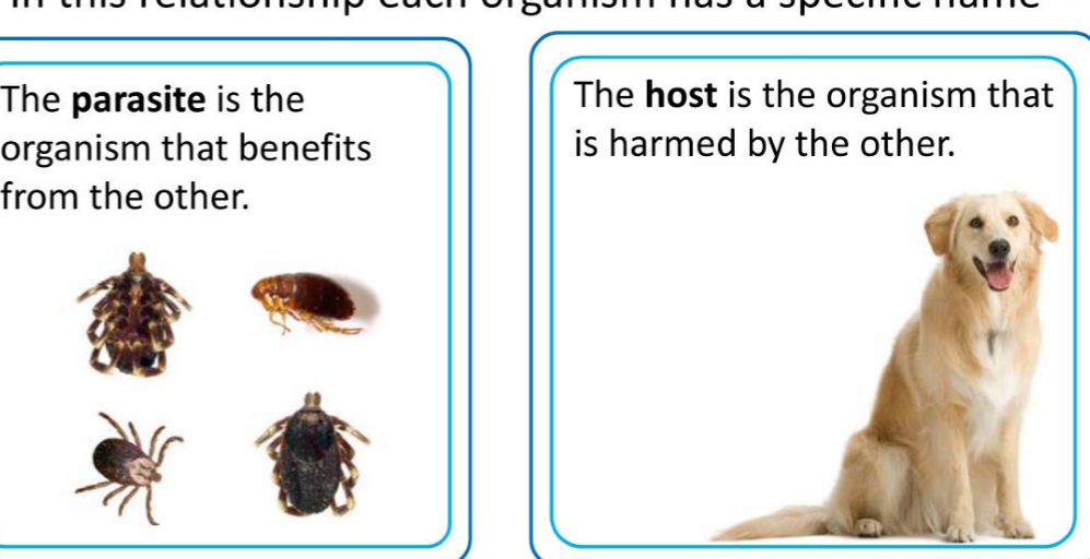 <p>parasite: the organism that benefits from the host</p><p>host: the organism thats harmed</p>