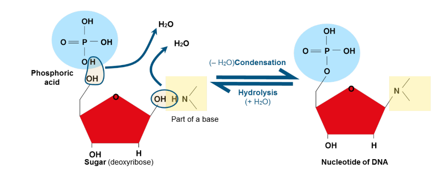 Condensation reactions