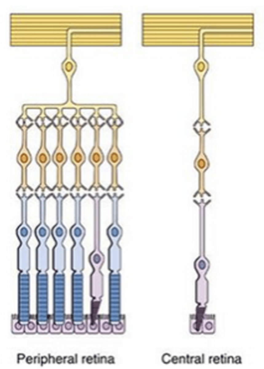 <p>The fovea contains a _____ concentration of cones, with a ____ convergence on retinal ganglion cells, making this area better for ______ ____________ _______</p>