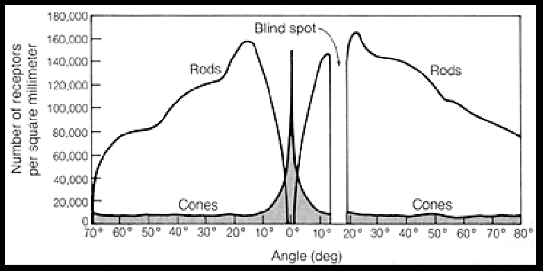 <p>Highest concentration of cones in the fovea (0 degrees, 160,000 receptors)<br>Highest concentration of rods (about at 20 degrees, about 160,000)<br>No receptors in the blind spot (about 12-18 degrees)</p>