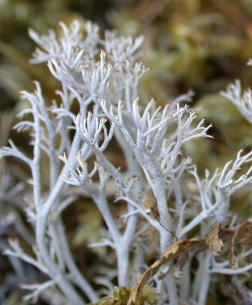 <p><em>Cladina rangiferina</em></p>