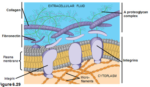 <p>proteins that sits in the membrane and stretches from the cytoskeleton inside the cell to the extracellular matrix outside the cell.</p>