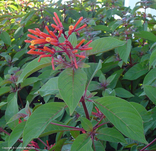 <p>Firebush, Hummingbird Bush (Rubiaceae)</p>