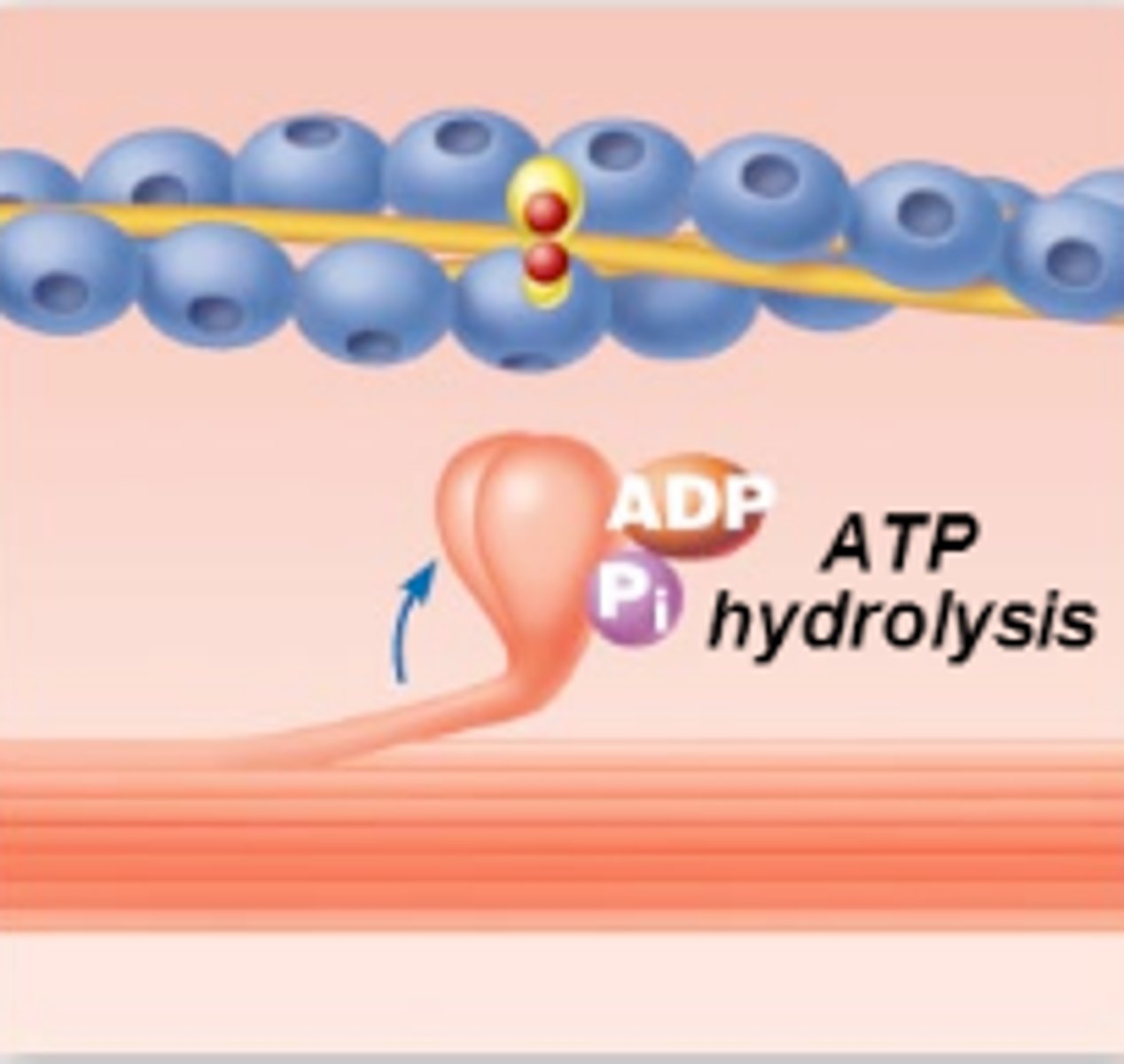 <p>Energy from hydrolysis of ATP cocks the myosin head into the high-energy state</p>