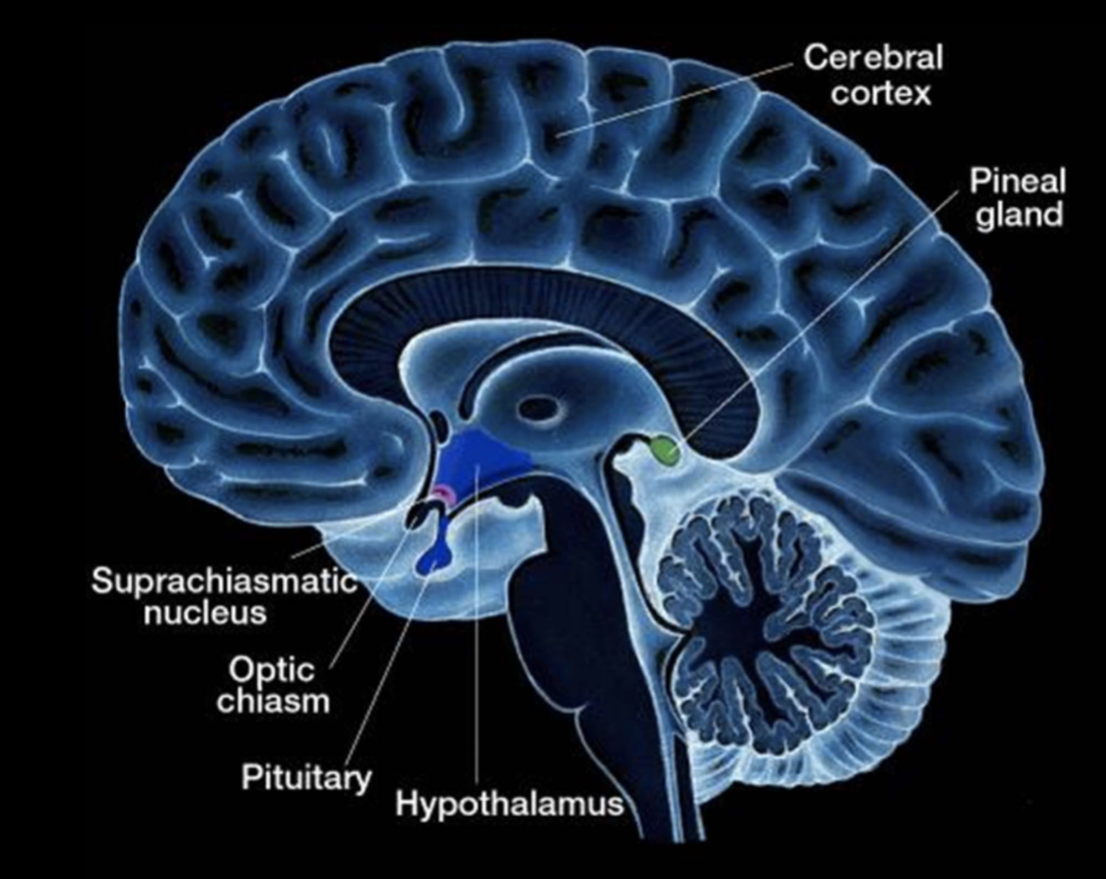 <p>SCN shell neurons send signals to the pineal gland.</p><p>The pineal gland releases melatonin, a hormone that promotes drowsiness.</p><p>Melatonin helps regulate sleep and maintain circadian rhythms throughout the brain.</p><p></p>