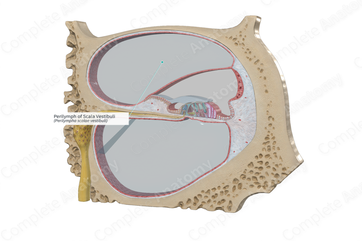 <p>A fluid-filled chamber within the cochlea of the inner ear. </p><p>Transmits sound vibrations from the oval window to the cochlear duct, ultimately leading to the perception of sound. </p>