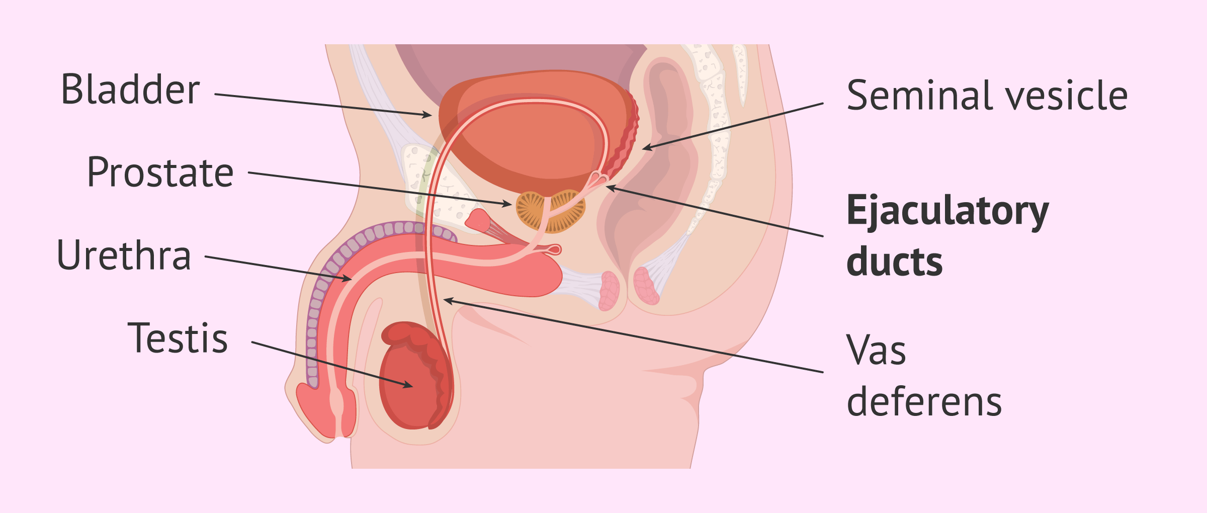 <p>paired tubes that are formed by the union of the vas deferens and the duct of the seminal vesicle; passes through the prostate gland, where sperm is mixed with fluid from seminal vesicles and prostatic fluids, then empties into the prostatic urethra at the verumontanum </p>