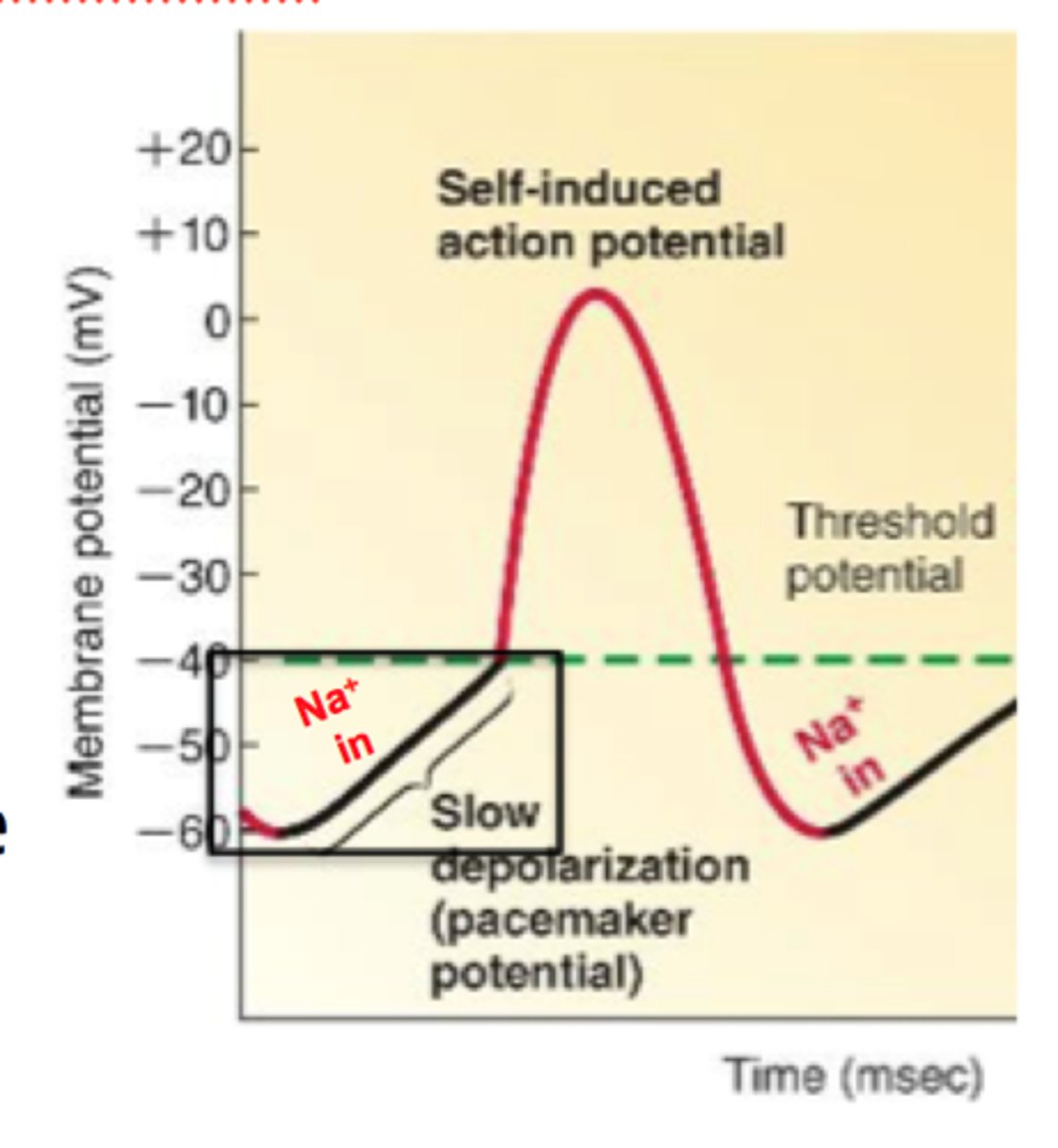 <p>important part of the electrical conduction system of the heart and form a component of the natural pacemaker</p>