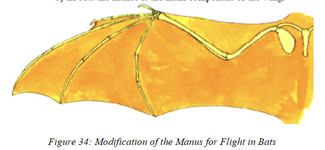 <ul><li><p><strong>Digits:</strong> Retain <strong>5 digits</strong>. Digits 2-5 are <strong>greatly elongated</strong>, forming the skeletal supports of the <strong>patagium</strong> (wing membrane).</p></li><li><p><strong>1st digit (thumb):</strong> Free, clawed, used for climbing and grasping.</p></li><li><p><strong>Carpals:</strong> Several fused into a compound wrist unit for wing strength</p></li></ul><p>manus main component of wing</p>