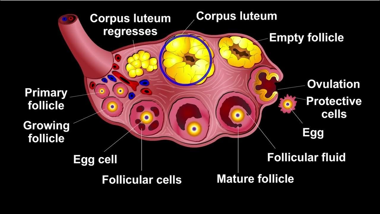 <p>corpus luteum</p>
