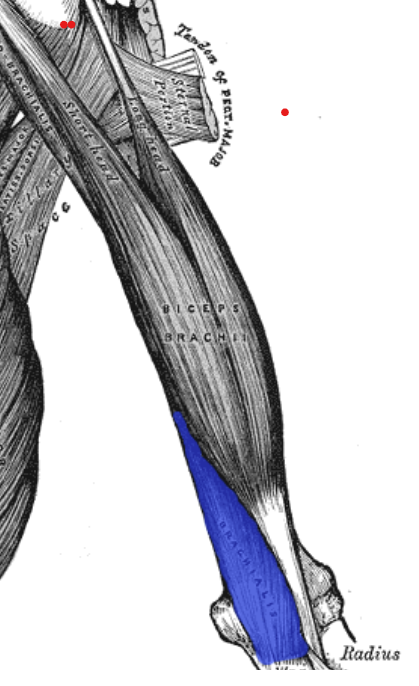 <p>flex forearm</p>