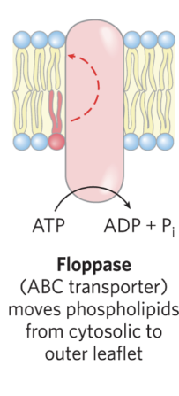<p>move plasma membrane phospholipids from</p><p>the cytoplasmic leaflet to the extracellular leaflet</p><p>– are ATP-dependent </p>