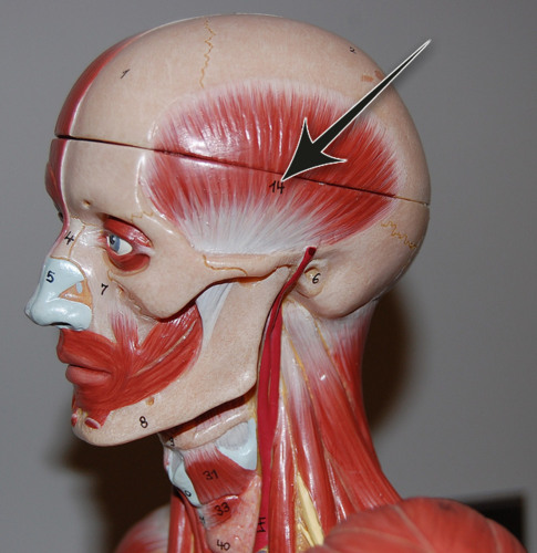 <p>muscle on temple of head, above masseter, Elevates and retracts mandible, mastication</p>