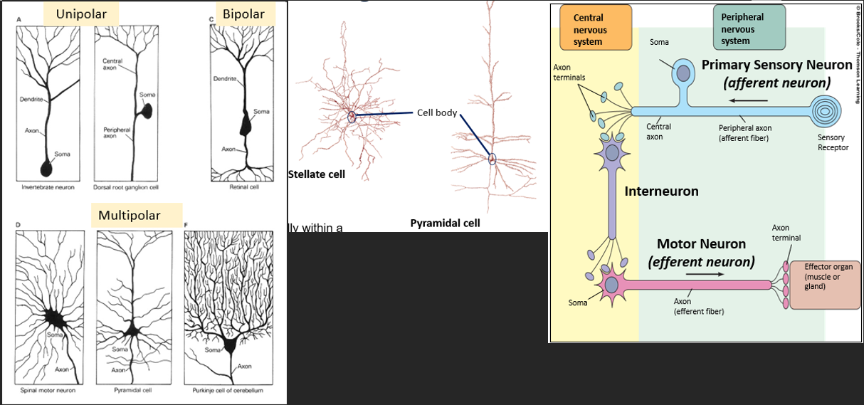 <ol><li><p>Number of neurites </p></li></ol><p>(unipolar, bipolar, multipolar) </p><p>number of connection coming into the soma </p><p></p><ol start="2"><li><p>Shape and dendrites</p></li></ol><p>stellate cell - collate information from other neurons in a local region (as they are more compact)</p><p>pyramidal cell - long, can extend many metres so they are involves in sending information around body.</p><p></p><ol start="3"><li><p>axon length</p></li></ol><p></p><ol start="4"><li><p>connections</p></li></ol><p>Sensory neuron - input is taking information in from external environment, output is another neuron</p><p>Interneuron - receives input from another neuron and outputs to another motor neuron</p><p>Motor neuron -  receives from another neuron, but outputs to an effect (muscle or gland)</p><p></p><ol start="5"><li><p>neurotransmitter</p></li></ol><p>nature of the type of neurotransmitter they release can also be different</p><p></p>