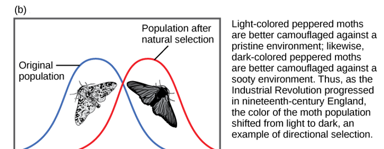 <p>the change in a phenotype or genotype of a population in one direction away from the mean (average) in a particular environment over time</p>
