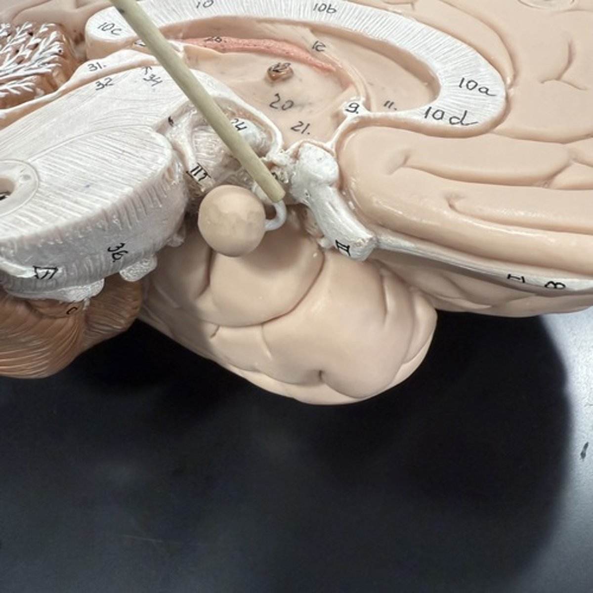 <p>What is this structure?</p>