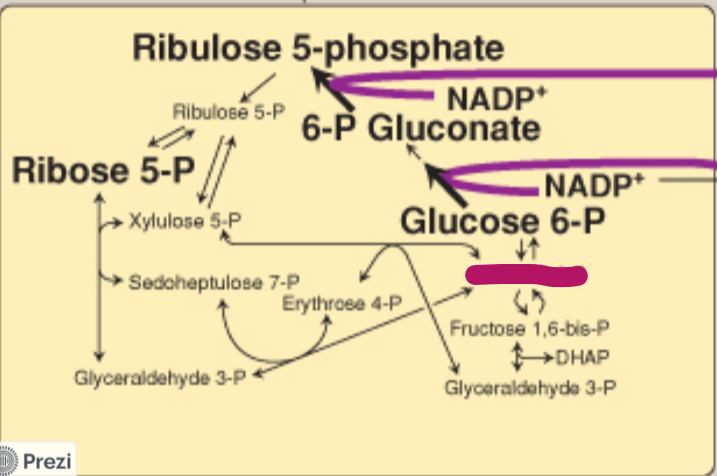 <p>Label this step of the PPP.</p>
