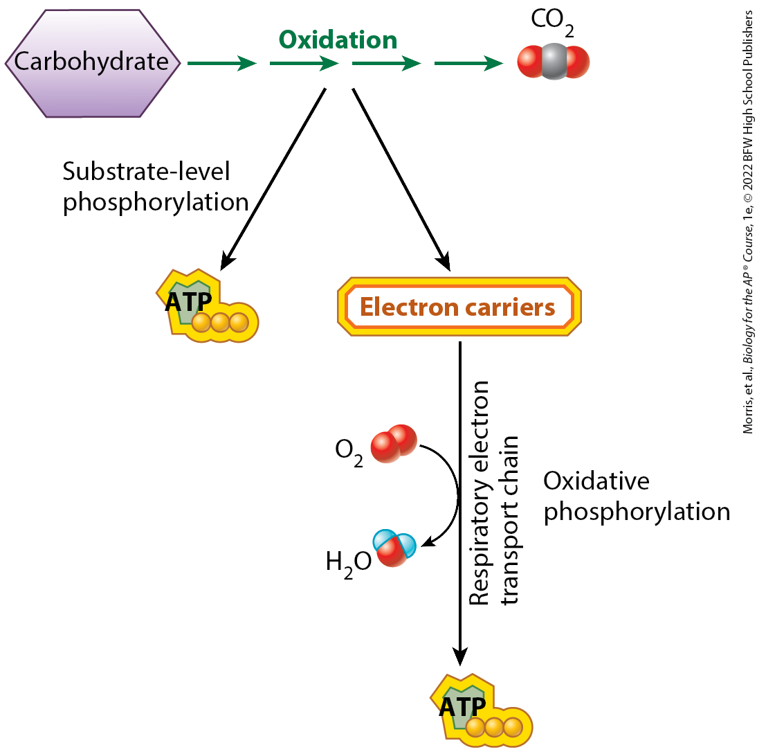 <p>a way of generating ATP in which a phosphate group is transferred to ADP from an organic molecule, which acts as a phosphate donor or substrate; a single enzyme carries out two reactions: the hydrolysis of an organic molecule to produce a phosphate group, and the addition of that phosphate group to ADP creating ATP</p>