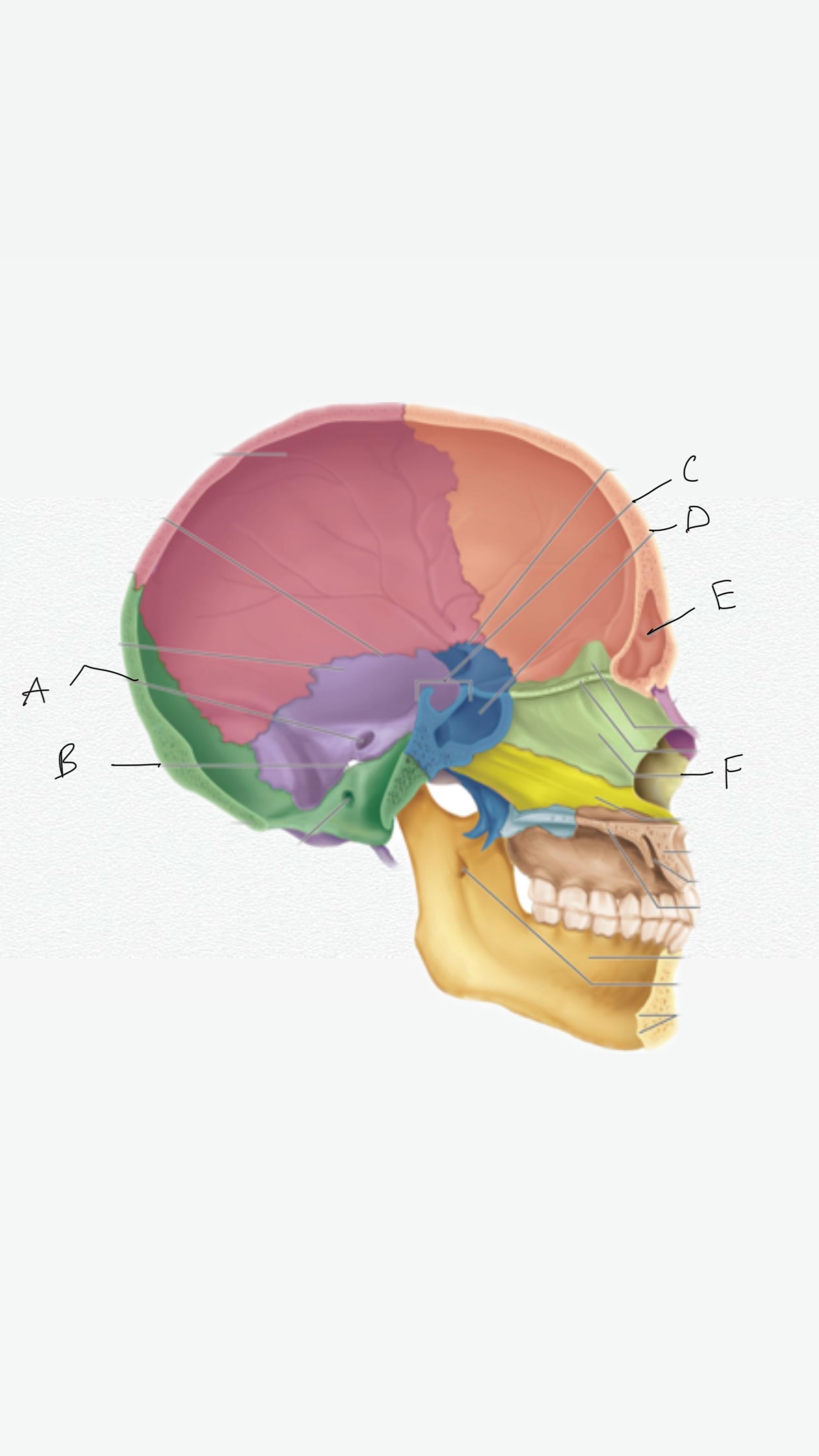 <p>B</p>