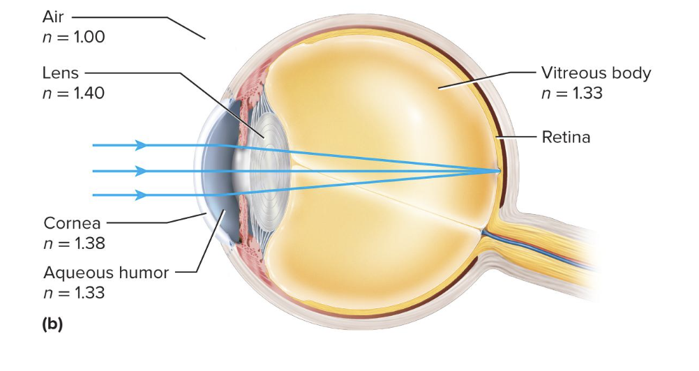 <ul><li><p>the light passing through the center of the cornea is not bent</p></li><li><p>any light striking off-center is bent toward the center</p></li><li><p>the aqueous humor and the lens do <strong>not</strong> greatly alter the path of light</p></li><li><p>Cornea refracts light <strong>more</strong> than lens does</p><ul><li><p>Lens merely fine-tunes image</p></li><li><p>Lens becomes rounder to increase refraction for near vision</p></li></ul></li></ul><p></p>