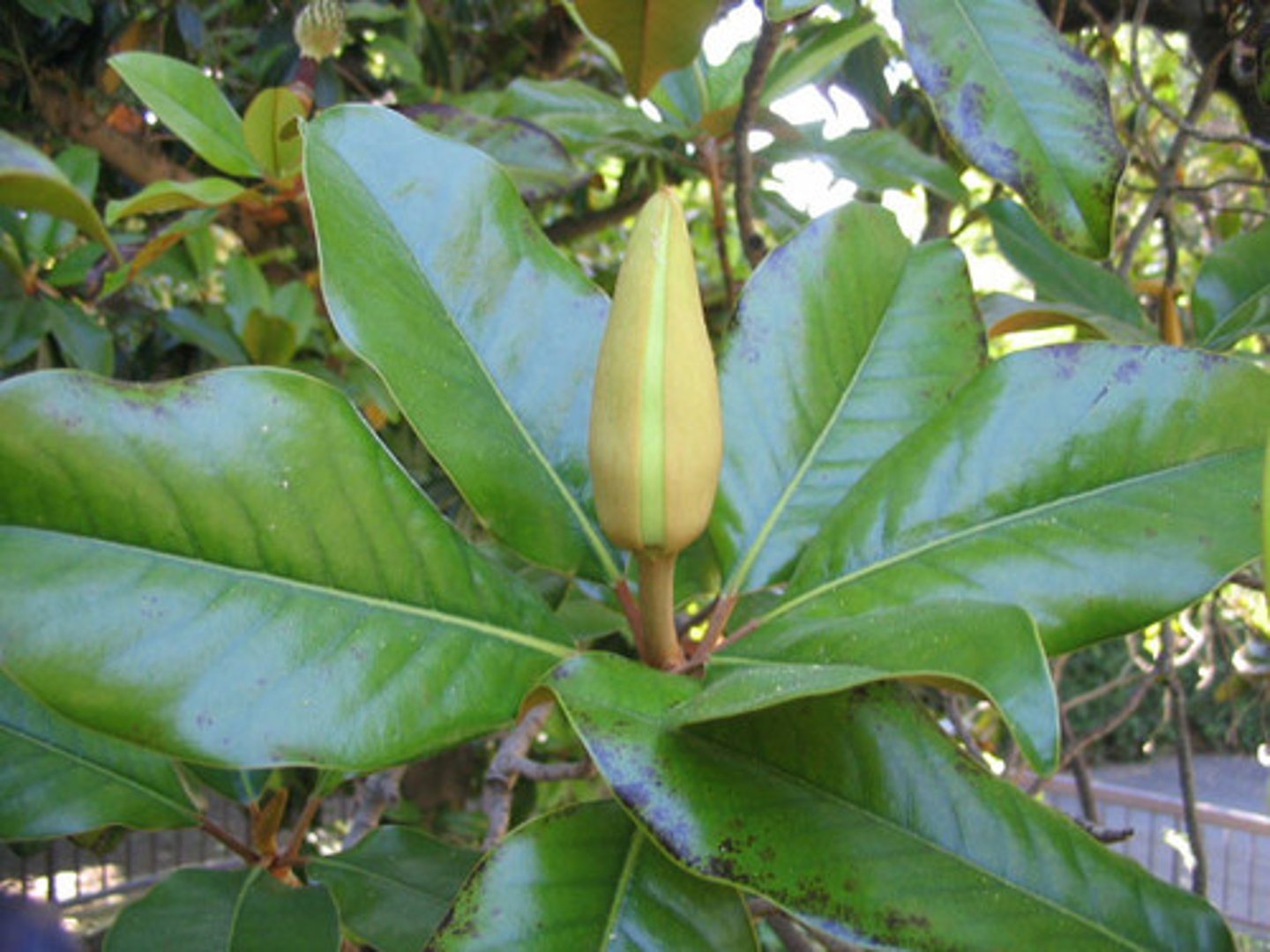 <p>fake plastic thick leaf, huge</p>