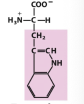<p>Which amino acid is this (from slides)?</p>