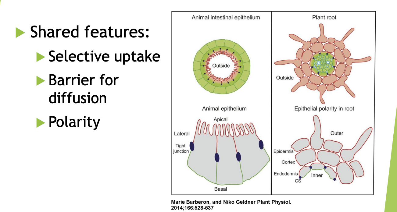 <ol><li><p>Resemble and inverted gut </p></li><li><p>Selective uptake mediated by epithelial brush border or root epidermis (selective uptake)</p></li><li><p>tight junctions and Casparian strip (barrier to diffusion)</p><ul><li><p>seal neighbouring cells and block diffusion</p></li></ul></li><li><p>Polarity→ peripheral central polarity in the root</p><ul><li><p>basolateral polarity in the animal epithelia</p></li></ul></li></ol><p></p>