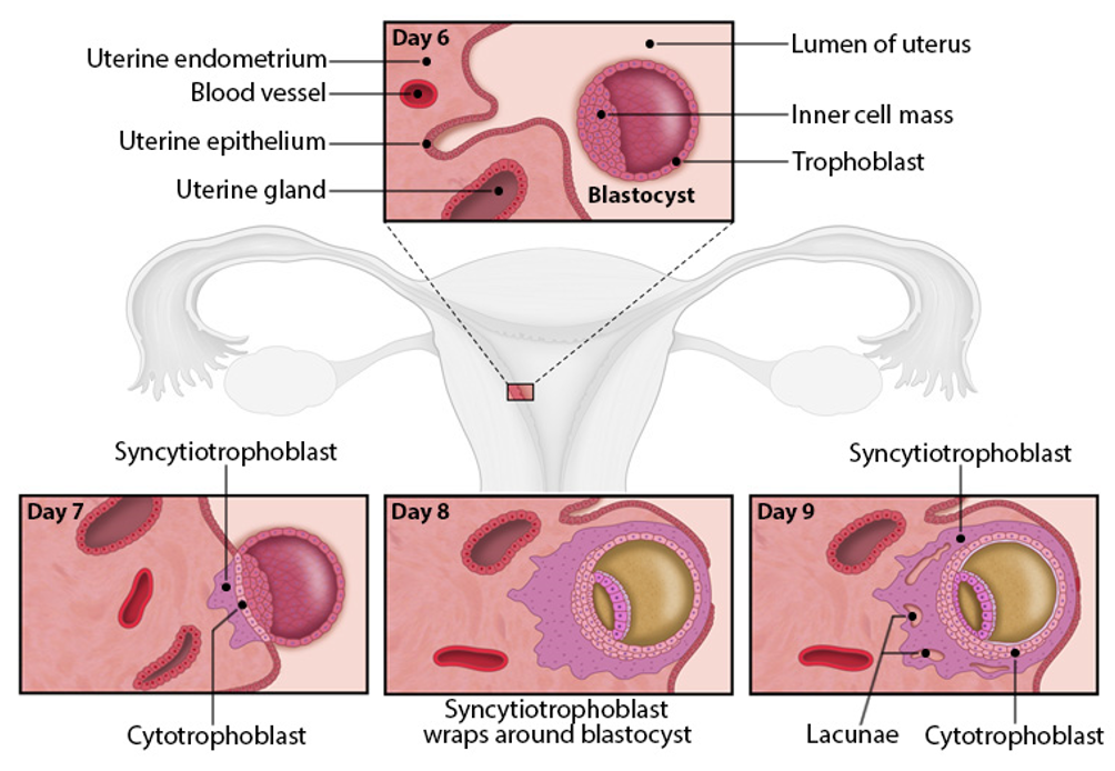 <ul><li><p>stage of implantation</p></li><li><p>Blastocyst attaches with <strong>inner cell mass facing uterus</strong> (polarity matters!)</p></li><li><p class=""><strong>Trophoblast</strong> cells contact uterine epithelium → differentiate into:</p><ul><li><p class=""><strong>Cytotrophoblast</strong> (retains structure)</p></li><li><p class=""><strong>Syncytiotrophoblast</strong> (invades uterus)</p></li></ul></li></ul><p></p>