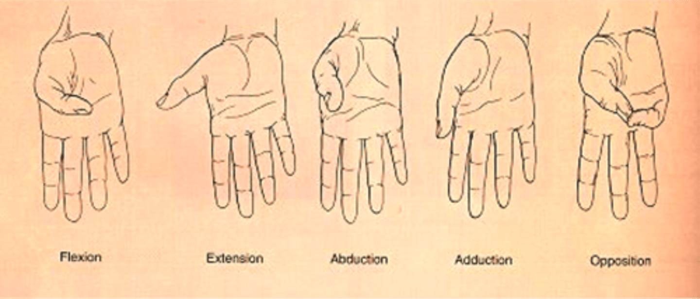 <p>flexion, extension, abduction (radial &amp; palmar), adduction, opposition</p>