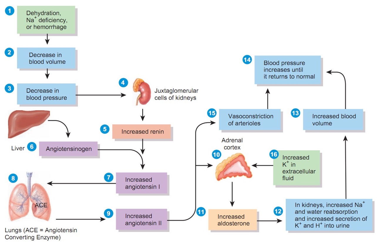 <ul><li><p>Heart pumps poorly → ↓ cardiac output</p></li><li><p>Body panics</p></li><li><p>Activates:</p><ul><li><p><strong>Sympathetic Nervous System (SNS)</strong> release epinephrine and norepinephrine→ ↑ HR, vasoconstriction, contractility, and conduction ← <strong>B1 receptor stimulated</strong></p></li><li><p><strong>RAAS system</strong> → In kidney; retain sodium &amp; water</p></li></ul></li><li><p><strong>Short-term help</strong> (B1 help the heart to pump more) → <strong>long-term harm</strong></p></li><li><p>Fluid overload + worsening HF</p></li></ul><p></p>