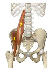 <p>Hip flexor muscles: Psoas</p>