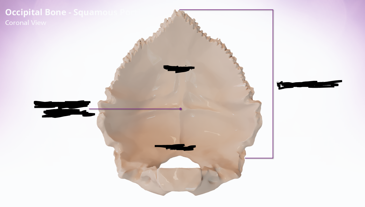 <p>occipital bone - squamous portion</p>